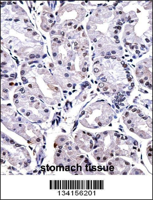 Anti-FOXP4 (C-term) Antibody