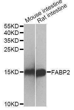 Anti-FABP2 Antibody