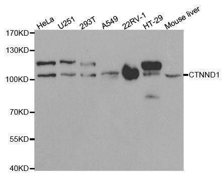 Anti-CTNND1 Antibody