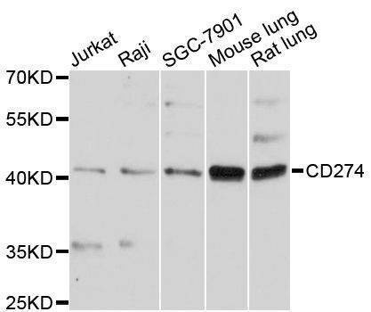 Anti-CD274 Antibody