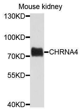 Anti-Mouse CHRNA4 Antibody