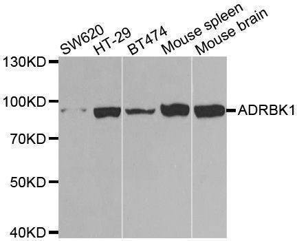 Anti-ADRBK1 Antibody