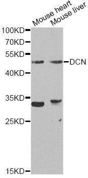 Anti-DCN Antibody