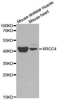 Anti-XRCC4 Antibody