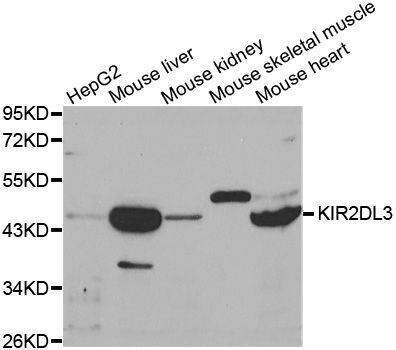 Anti-KIR2DL3 Antibody