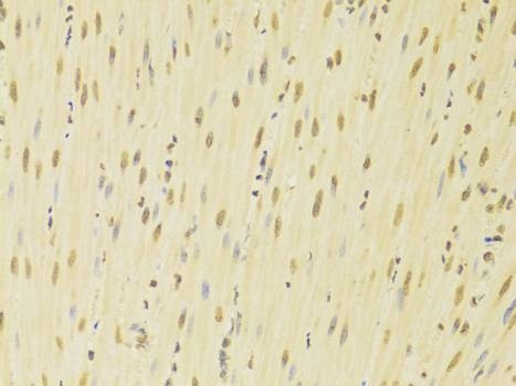 Anti-HNRNPK Antibody