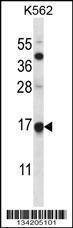 Anti-MAGOH (Center) Antibody