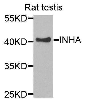 Anti-INHA Antibody