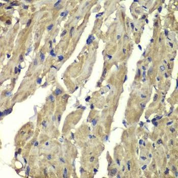 Anti-FXN Antibody
