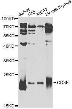 Anti-CD3E Antibody