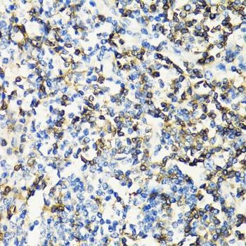 Anti-CD3E Antibody