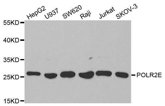 Anti-POLR2E Antibody