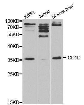Anti-CD1D Antibody