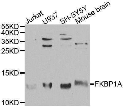 Anti-FKBP1A Antibody