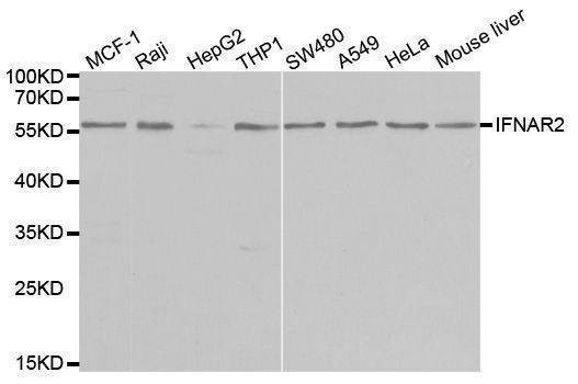 Anti-IFNAR2 Antibody