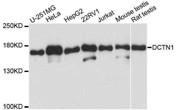 Anti-DCTN1 Antibody