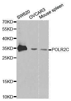 Anti-POLR2C Antibody