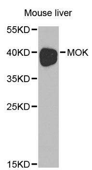 Anti-MOK Antibody