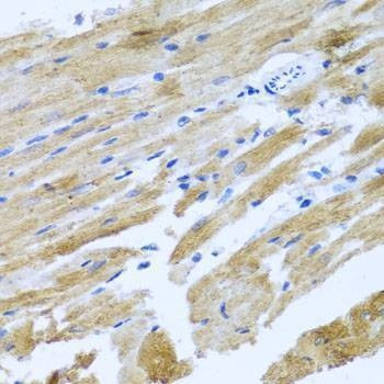 Anti-MOK Antibody