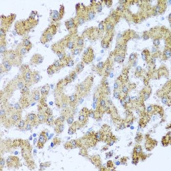 Anti-MOK Antibody