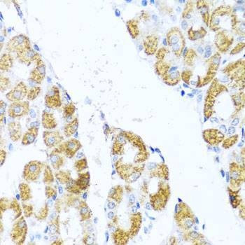 Anti-MOK Antibody
