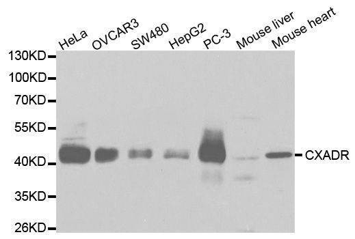 Anti-CXADR Antibody
