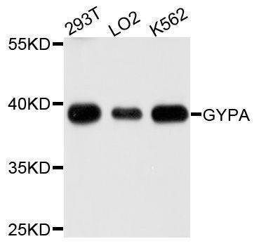 Anti-GYPA Antibody