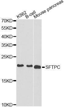 Anti-SFTPC Antibody