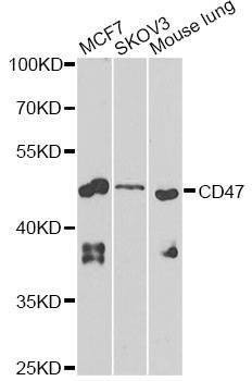 Anti-CD47 Antibody