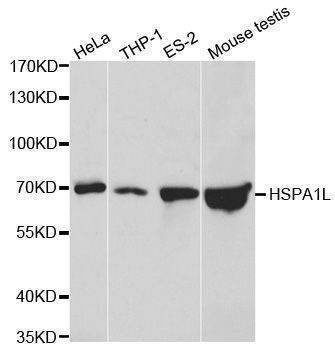 Anti-HSPA1L Antibody