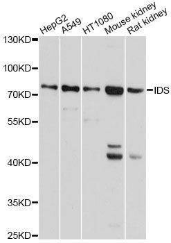 Anti-IDS Antibody