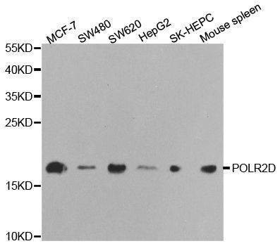 Anti-POLR2D Antibody