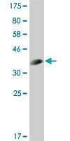 Anti-CLK3 Antibody