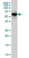 Anti-CLK3 Antibody