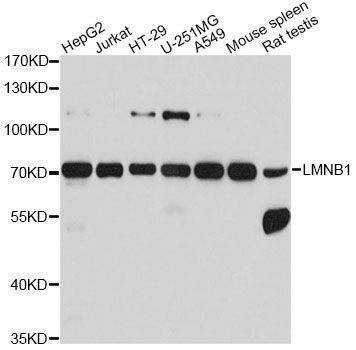 Anti-LMNB1 Antibody