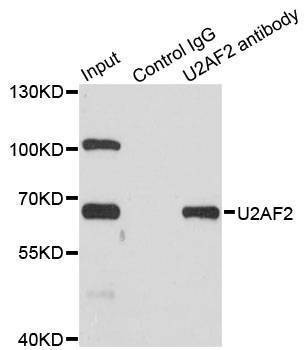 Anti-U2AF2 Antibody