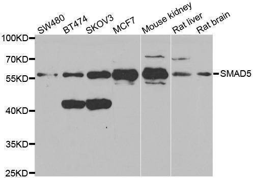 Anti-SMAD5 Antibody