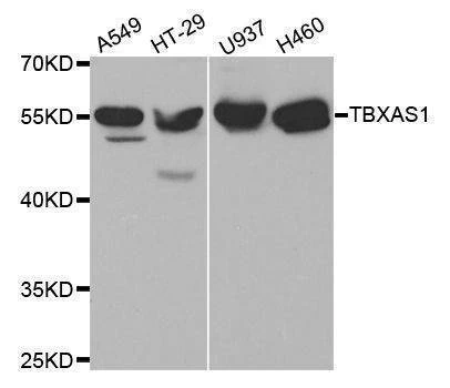 Anti-TBXAS1 Antibody