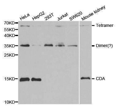 Anti-CDA Antibody