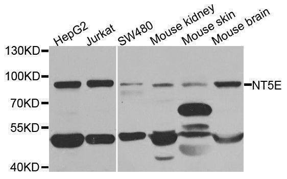 Anti-NT5E Antibody