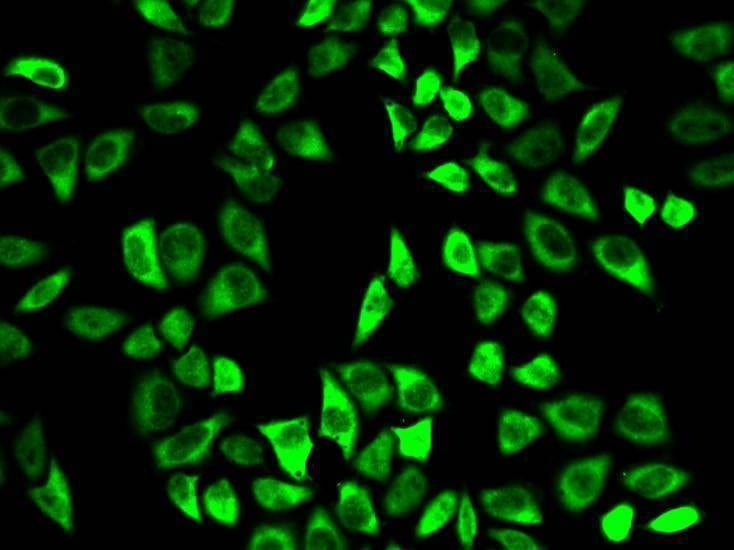 Anti-PRDX6 Antibody