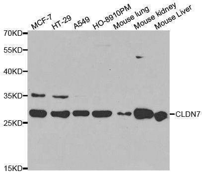 Anti-CLDN7 Antibody