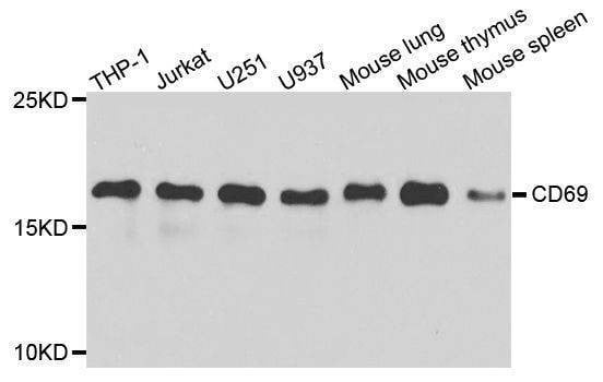 Anti-CD69 Antibody