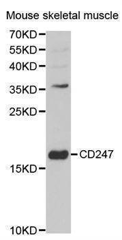 Anti-CD247 Antibody
