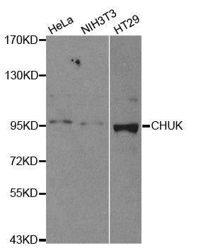 Anti-CHUK Antibody