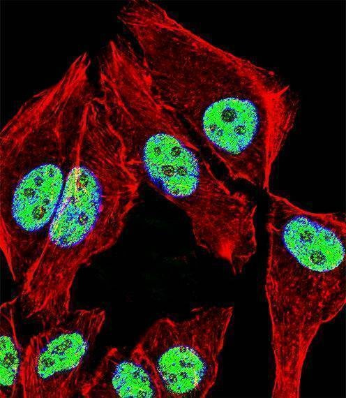 Anti-ZNF207 (N-term) Antibody
