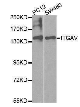 Anti-ITGAV Antibody