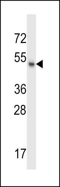Anti-MSL1 (Center) Antibody