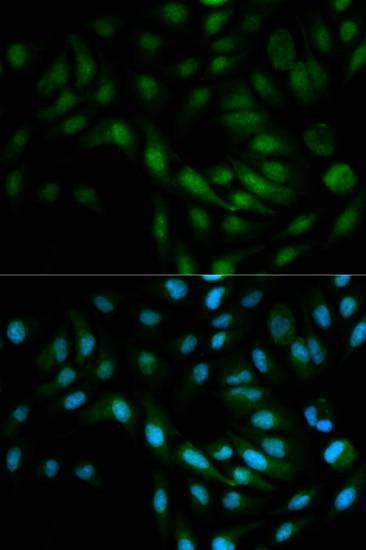 Anti-MAPK7 Antibody