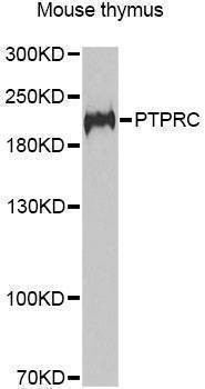 Anti-PTPRC Antibody